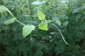 The young shoots or soft tips of the vines stand tall. Shot when the light is bright in the morning