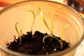 Young shoots of Spinach in a pot