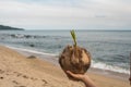 Young shoots sprout from old coconut. Sprout of coconut tree with green tender leafs. Royalty Free Stock Photo