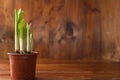 Young shoots sprouts of daffodils in a pot, on a background of wood Spring caming Green young plants