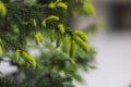 young shoots of spruce close-up. Coniferous evergreen tree, light young shoots on dark green branches Royalty Free Stock Photo