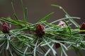 Young shoots of spruce cones. In spring, spruce cone `flowers` bloom on spruce. Royalty Free Stock Photo