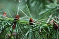 Young shoots of spruce cones. In spring, spruce cone `flowers` bloom on spruce. Royalty Free Stock Photo