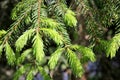 Young shoots of spruce (Picea abies) branch. Wild forest nature. Blurred background.