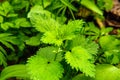 young shoots of stinging nettle suitable for harvesting for the winter or for cooking