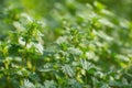 Young shoots of stinging nettles. Medicinal plants Royalty Free Stock Photo