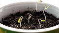 Young shoots straighten the stems and are drawn to the light. Time lapse macro shot of young green tomato shoots