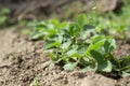 Young shoots of strawberries grow in the garden at spring time Royalty Free Stock Photo