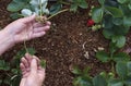 Young shoots of strawberries in the hands of the gardener