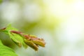 Young shoots of tamarind leaves with a natural green bokeh background Royalty Free Stock Photo