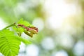 Young shoots of tamarind leaves with a natural green bokeh background Royalty Free Stock Photo