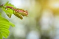 Young shoots of tamarind leaves with a natural green bokeh background Royalty Free Stock Photo