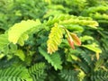 Young shoots of tamarind leaves with a natural green, Royalty Free Stock Photo
