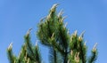 Young shoots on top of Austrian pine Pinus nigra or black pine pine. Bright long shoots on blue sky background.