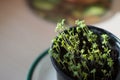 Young shoots of watercress in pots. Spring cultivation of plants