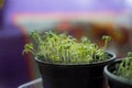 Young shoots of watercress in pots. Spring cultivation of plants Royalty Free Stock Photo