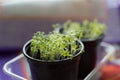 Young shoots of watercress in pots. Spring cultivation of plants Royalty Free Stock Photo