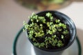 Young shoots of watercress in pots. Spring cultivation of plants