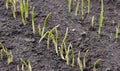 Young shoots of wheat sprouting in the soil in the field. Depressed tips of spring morning frosts.