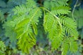 Young shoots of White popinac, Wild tamarind, Leadtree on the tree. In Thailand, popularly eaten with rice noodles Royalty Free Stock Photo