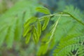 Young shoots of White popinac, Wild tamarind, Leadtree on the tree. In Thailand, popularly eaten with rice noodles Royalty Free Stock Photo