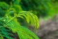 Young shoots of White popinac, Wild tamarind Royalty Free Stock Photo