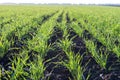 Young shoots of winter wheat in spring green field, rows close up Royalty Free Stock Photo