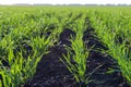 Young shoots of winter wheat in spring green field, rows close up Royalty Free Stock Photo