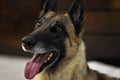 Young short-haired Belgian Shepherd is excited. Belgian Malinois dog is panting with its tongue out of its mouth. Dog has a brown
