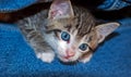 Young Brown Tabby Kitten peeking out from blue denim