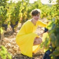 Young short haired woman in bright yellow dress touching red grapes in vineyard in Provence, France. Biological concept, organic Royalty Free Stock Photo