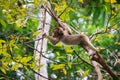 Young Short-tailed Macaque picking berries in lush tropical tree, Sukau, Malaysia