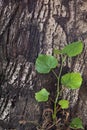 Young shot near an old tree trunk. The concept of succession of generations.