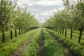 Young Cherry Tree Orchard with Neat Rows of Saplings on a Sunny Dirt Path Royalty Free Stock Photo