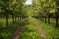 Young Cherry Tree Orchard with Sunlit Rows of Green Foliage and Dirt Pathway Royalty Free Stock Photo