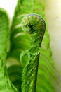 Young showy green fern stem on a background of green leaves