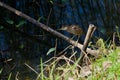 Young Shrenks Bittern.