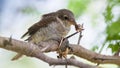 Young shrike