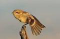 Young Shrike Royalty Free Stock Photo