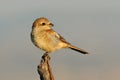 Young Shrike perches on a tree branch