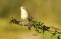 A young Shrike Royalty Free Stock Photo