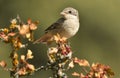 young shrike in the woods