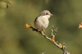young shrike Royalty Free Stock Photo
