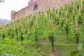 Young, shrubs, vine, Mala, vineyard, on a hillside, under a castle, Production, wine, Organic, cultivation, Wine, juice, grape, Ri Royalty Free Stock Photo