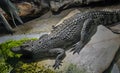 Young siam crocodile 5 Royalty Free Stock Photo