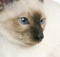 Young Siamese