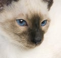 Young Siamese