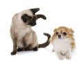 Young siamese cat and chihuahua