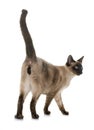 Young siamese cat