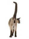 Young siamese cat Royalty Free Stock Photo